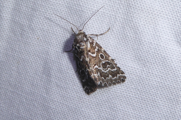 Alvaradoia numerica, Noctuidae